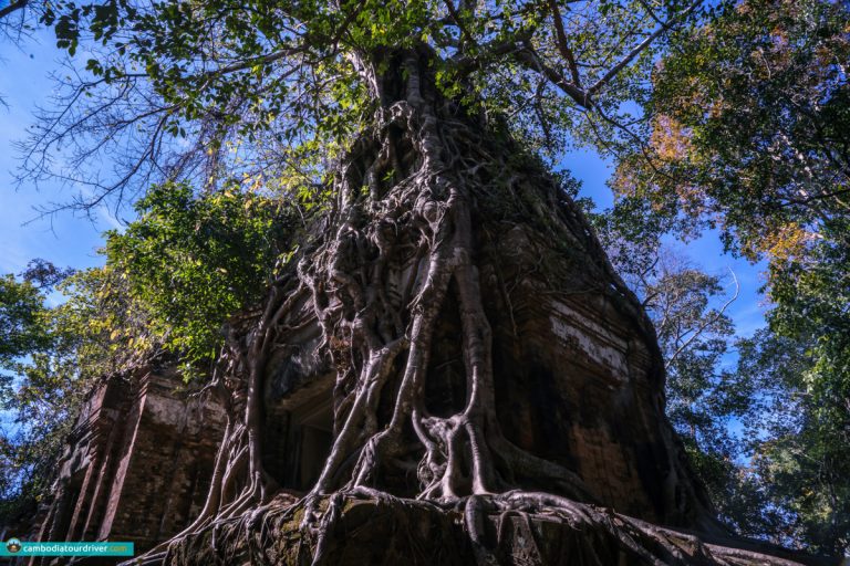 Tree Root Temple