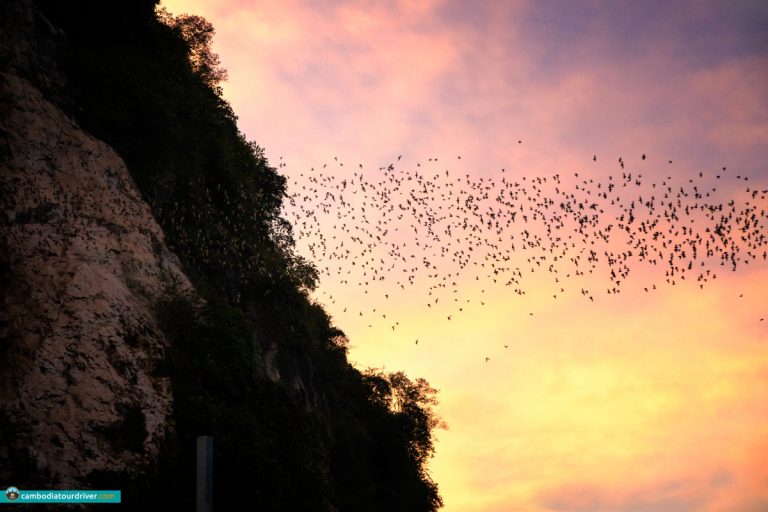 Bats flying out from their cave during sunset